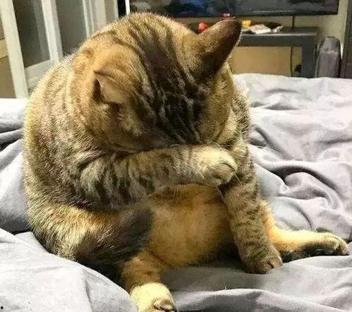 吃瓜胖猫事件真相视频