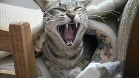 吃瓜胖猫事件真相视频