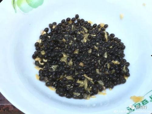 木瓜黄吃瓜事件,网络舆论的风暴与反思