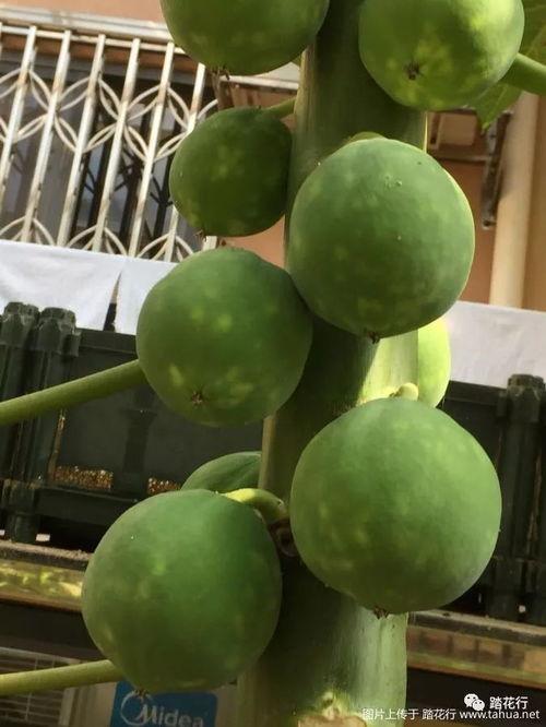 木瓜黄吃瓜事件,网络舆论的风暴与反思