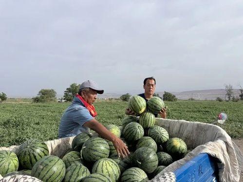 涿州吃瓜事件是真的吗,是真是假？