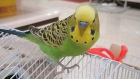 幸福鸟吃瓜事件视频大全,视频大全揭秘网络热点背后的真相