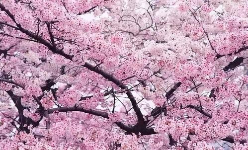 苏州樱花岛吃瓜事件视频,一场网络热议的“瓜田”奇遇