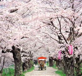 苏州樱花岛吃瓜事件视频,一场网络热议的“瓜田”奇遇