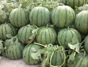 陕西董宇辉吃瓜事件,网络热议背后的真相与反思