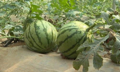 陕西董宇辉吃瓜事件,网络热议背后的真相与反思