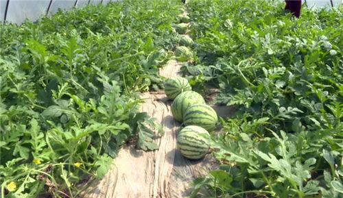 沛县最新吃瓜事件真相,真相大白，疑云散去