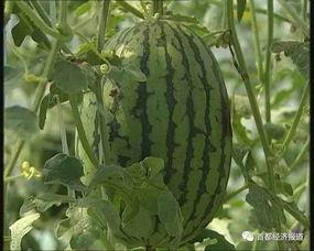 彬州吃瓜事件最新进展,最新进展揭示惊人内幕