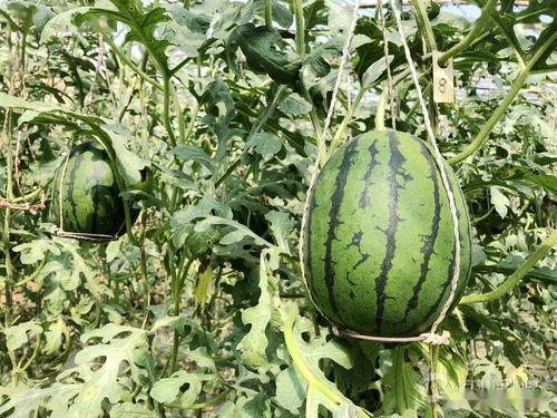 彬州吃瓜事件最新进展,最新进展揭示惊人内幕