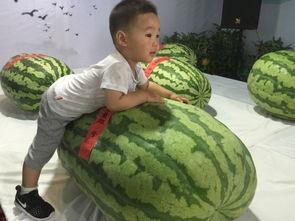 常州吃瓜事件,一场网络舆论的风波与反思