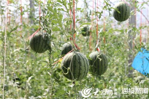 商洛吃瓜事件视频最新进展,最新视频揭露惊人内幕，真相逐渐浮出水面