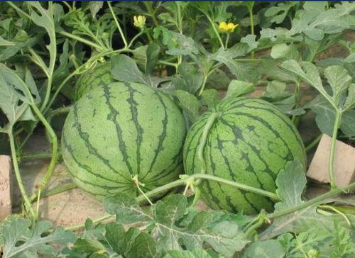 长垣吃瓜事件经过