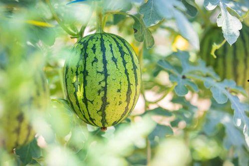 长垣吃瓜事件经过