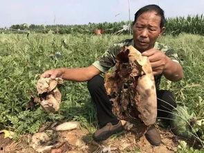 余姚吃瓜最新事件真相