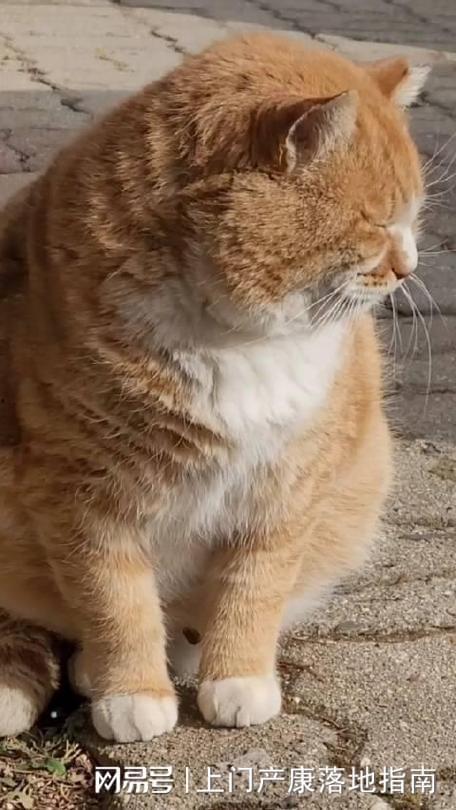 胖猫事件大家理性吃瓜,理性吃瓜，共度风波